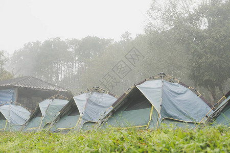 雾和中的旅游帐篷在松树林里露营旅行图片