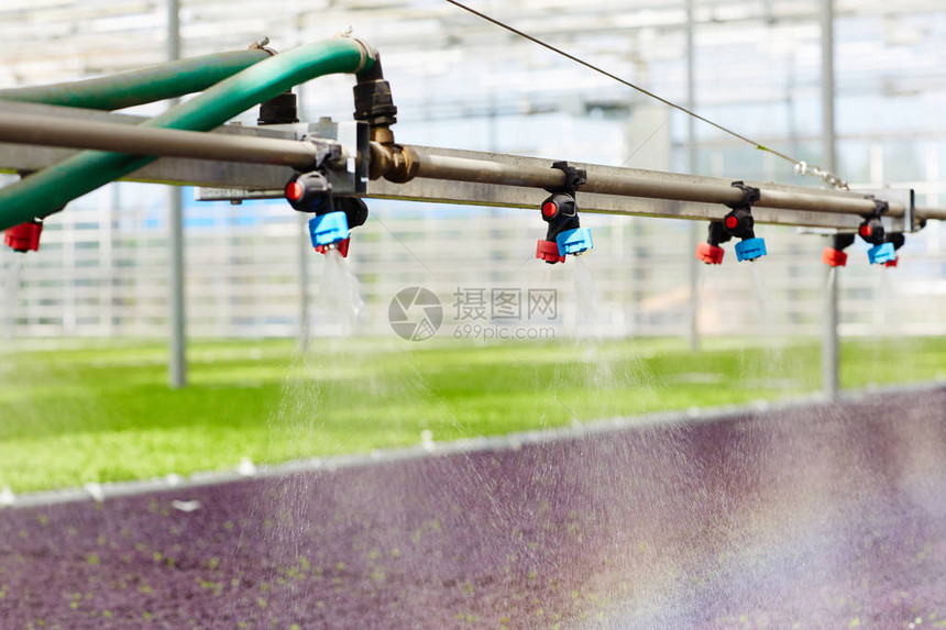 用于在温室中灌溉树苗的带有水龙头的管道图片