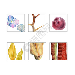 六件套白色背景上的水彩插图花序绣球花刺金合欢枝李子向日葵花瓣玉米芯图片