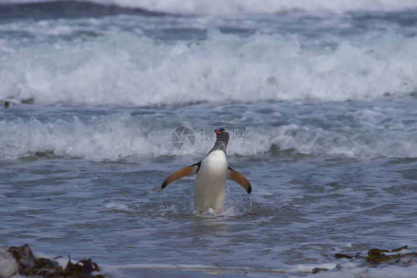 Gentoo企鹅Pygoscelispapua在福克兰群岛桑德斯岛的图片