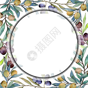 水彩风格的橄榄树框架图片