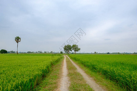 蓝天背景下稻田的小路图片