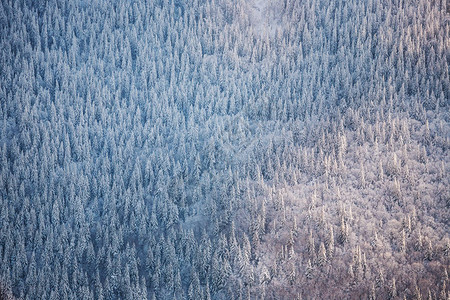 冬季山林美丽的森林山地景观白雪覆盖的卷叶树图片