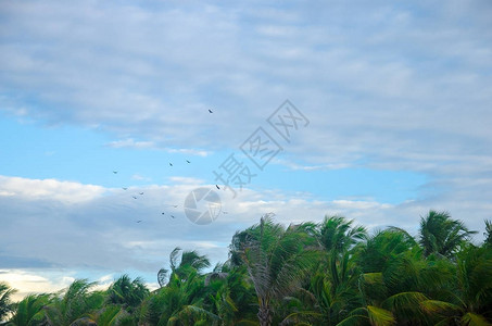 海滩鸟在岸边的蓝天上飞翔图片