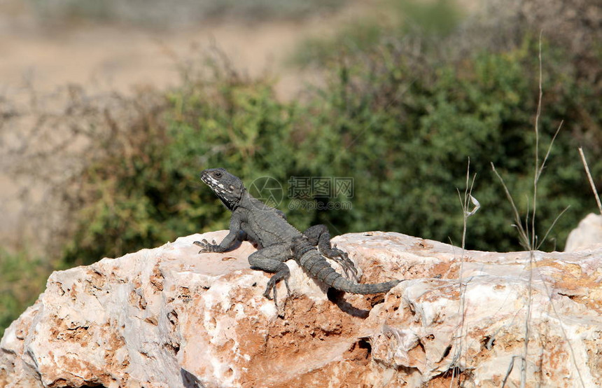 蜥蜴坐在岩石上晒太阳图片