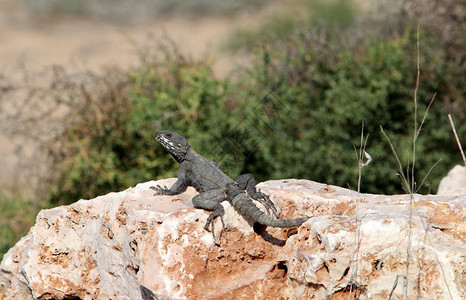 蜥蜴坐在岩石上晒太阳背景图片