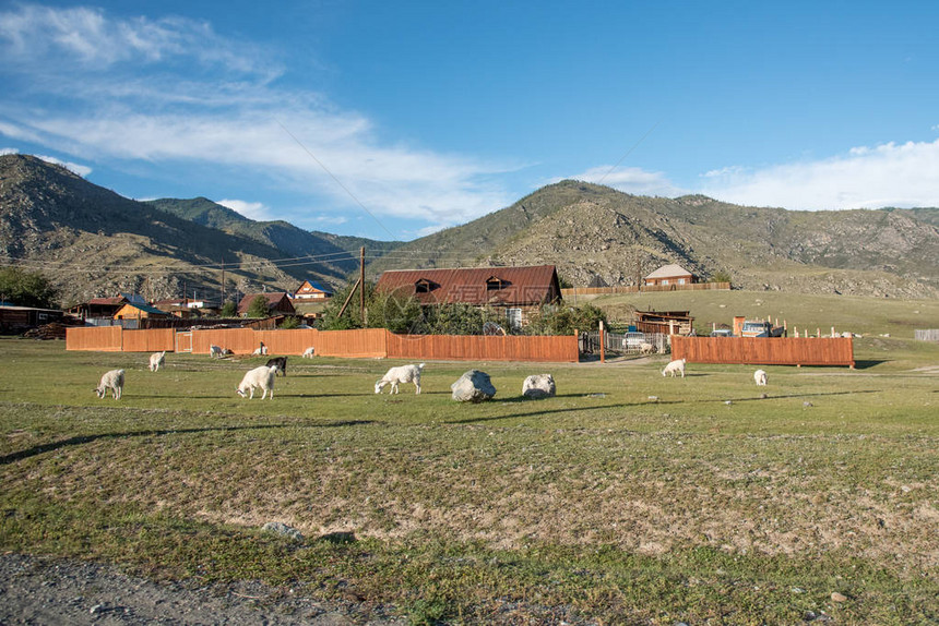 Altai村白山羊和青蓝天图片