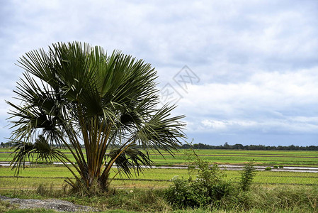 菲律宾花园棕榈树缝合图片