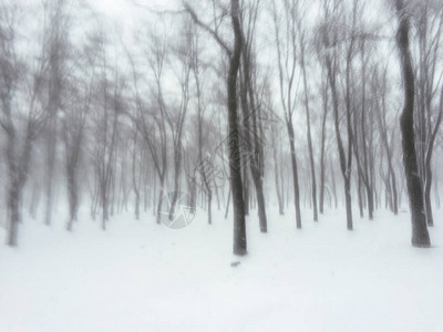 冬季森林中积雪暴雨的抽图片
