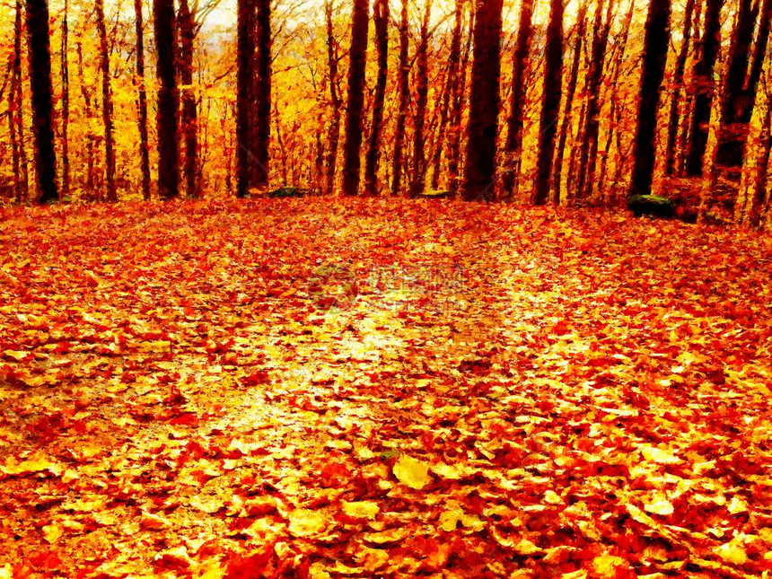笔触早秋森林中山毛榉树间的小径新鲜的树叶颜色图片