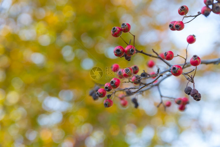 树上的红色浆果和黄色叶子图片