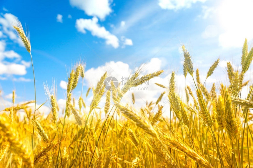 麦田小麦的关闭灿烂的阳光和蓝天下的美丽乡村风光草甸麦田成熟的背景丰图片