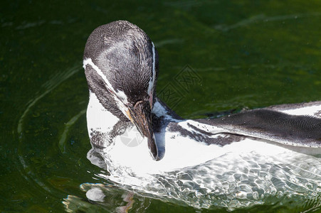 一只小企鹅在湖里游泳图片