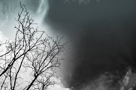 在黑暗的戏剧天空背景上为可怕或剪影死树绝望或绝图片