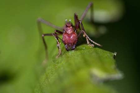 一个红切叶蚂蚁的近身重点是在哥斯达黎加热带植物上剥下新鲜图片