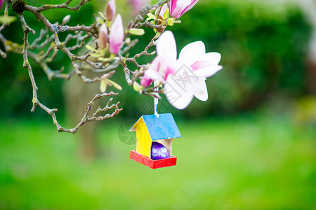 盛开的玉兰树上的鸟屋里五颜六色的复活节彩蛋特写图片