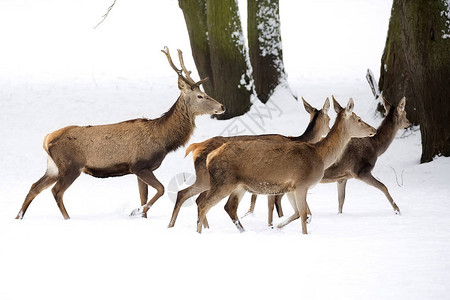 吼声鹿与家庭在奔跑在冬天背景