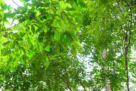 绿色树绿叶树枝对自然背图片