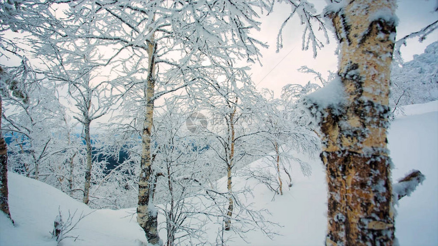 冬季风景雪背景与树木严寒的冬季风景与白雪覆盖的树木自然分支视频喀尔巴阡山脉全景中的冰冻森林和草地图片