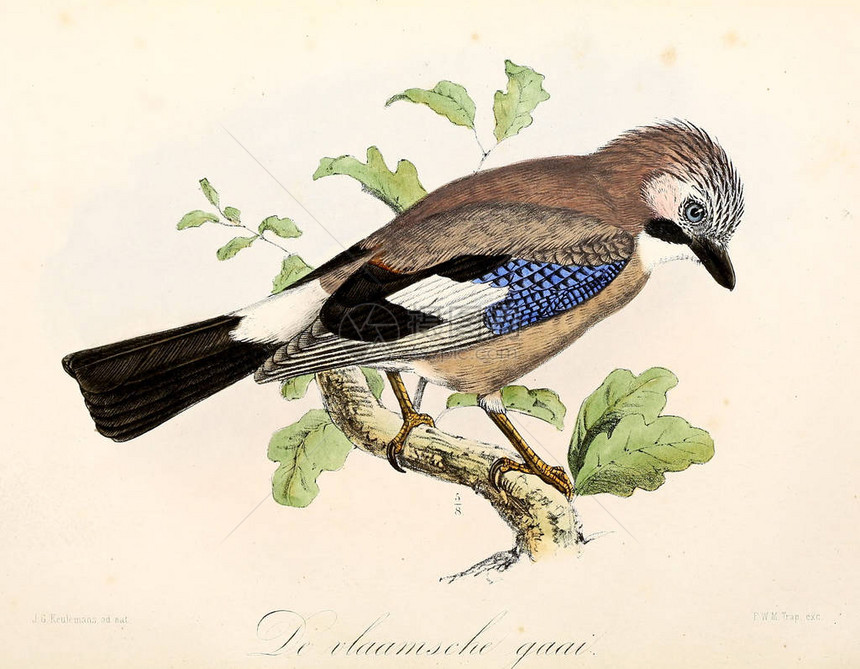 一只鸟的插图Onzevogelsinhuise图片