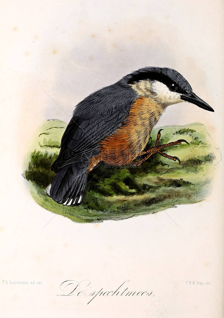 一只鸟的插图Onzevogelsinhuise图片