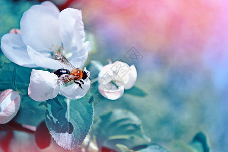开花的苹果树枝上的昆图片