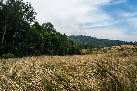 Meadow与树的景观KhaoYai图片