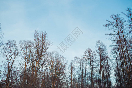 白雪皑的冬季森林景观图片