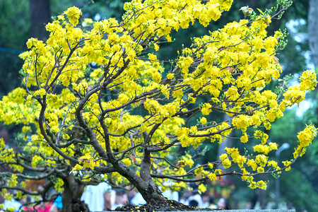 杏花开在越南农历新年背景图片