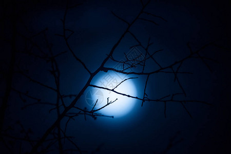 月亮与树枝的轮廓图片