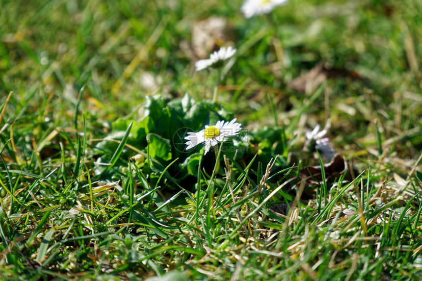 春季新鲜绿草本背景图片