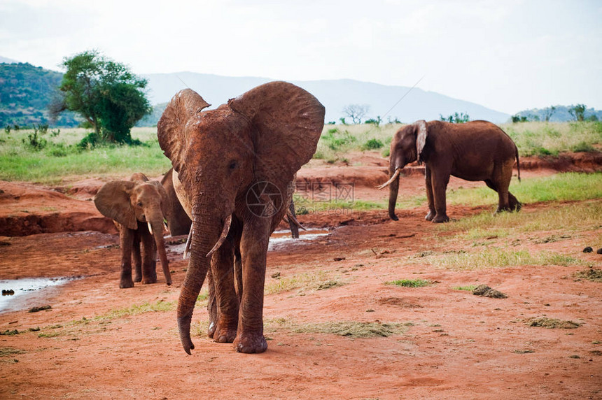 非洲热带大象非图片