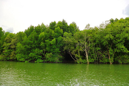 红树林泰国的红树林图片