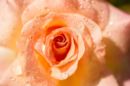 美丽的彩色玫瑰上面有水滴图片