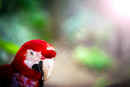 Parrot野生图片
