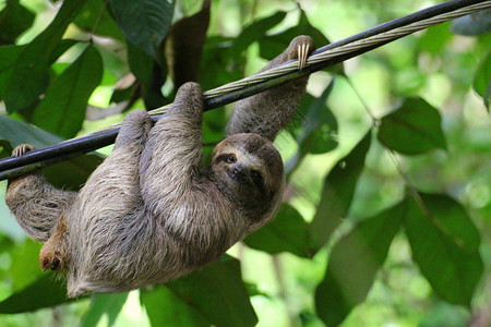 年轻的棕色喉咙的树懒挂在电缆上看着相机与微笑滑稽的哥斯达黎加图片