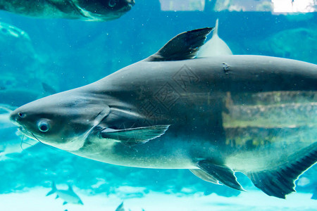 新加坡水下海水族馆的鲨鱼刺背景图片