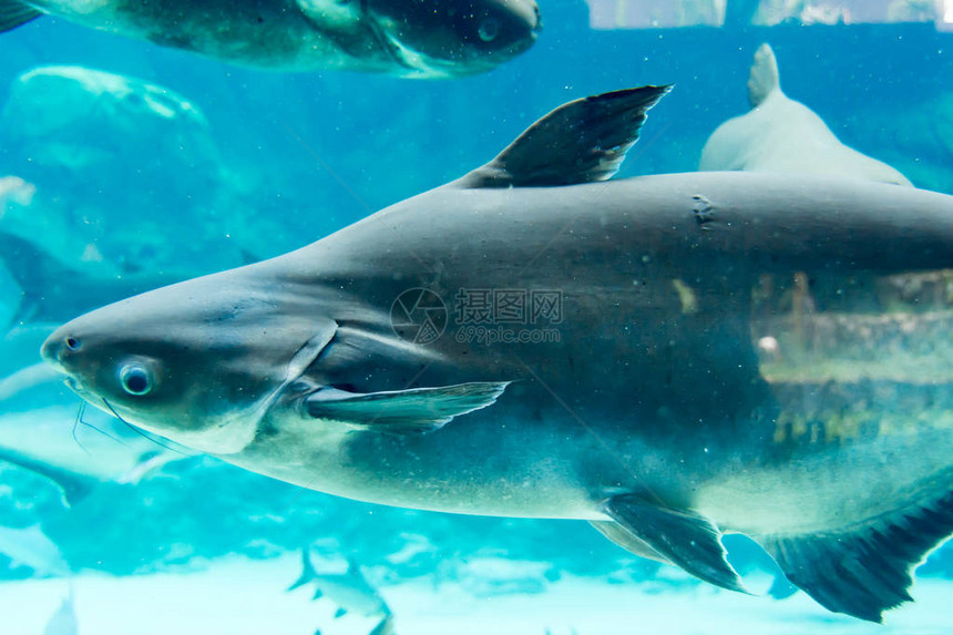 新加坡水下海水族馆的鲨鱼刺图片