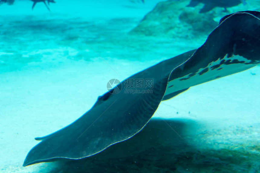 新加坡水下海水族馆的鲨鱼刺图片