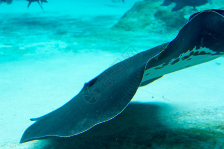 新加坡水下海水族馆的鲨鱼刺背景图片