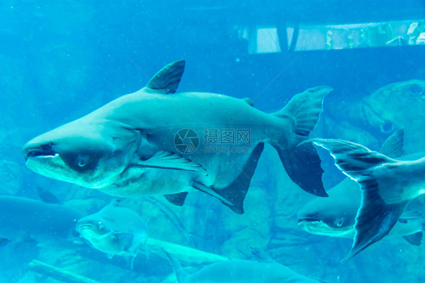 新加坡水下海水族馆的鲨鱼刺图片