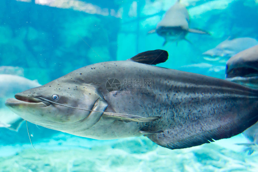 新加坡水下海水族馆的鲨鱼刺图片