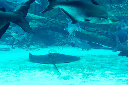 新加坡河川生态园和新加坡动物园水族馆背景图片