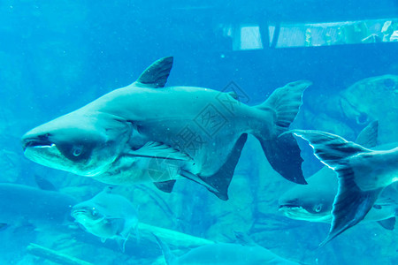 新加坡河川生态园和新加坡动物园水族馆图片