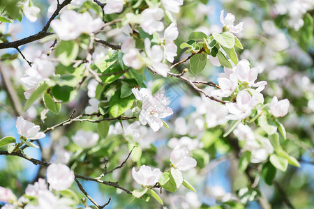 苹果木瓜的开花分支盛开的春天花园花木瓜在早春开花图片
