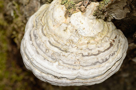 火种菌胡迪蘑菇生长在树桩背景