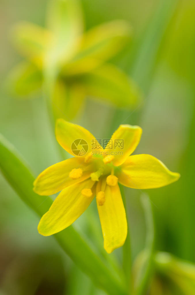 森林空地上的鲜花这些花朵最早是图片