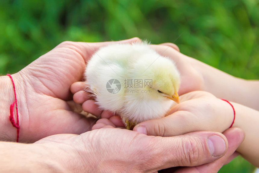 孩子手里拿着一只鸡选择聚焦图片