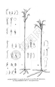 植物的插图复古图片图片