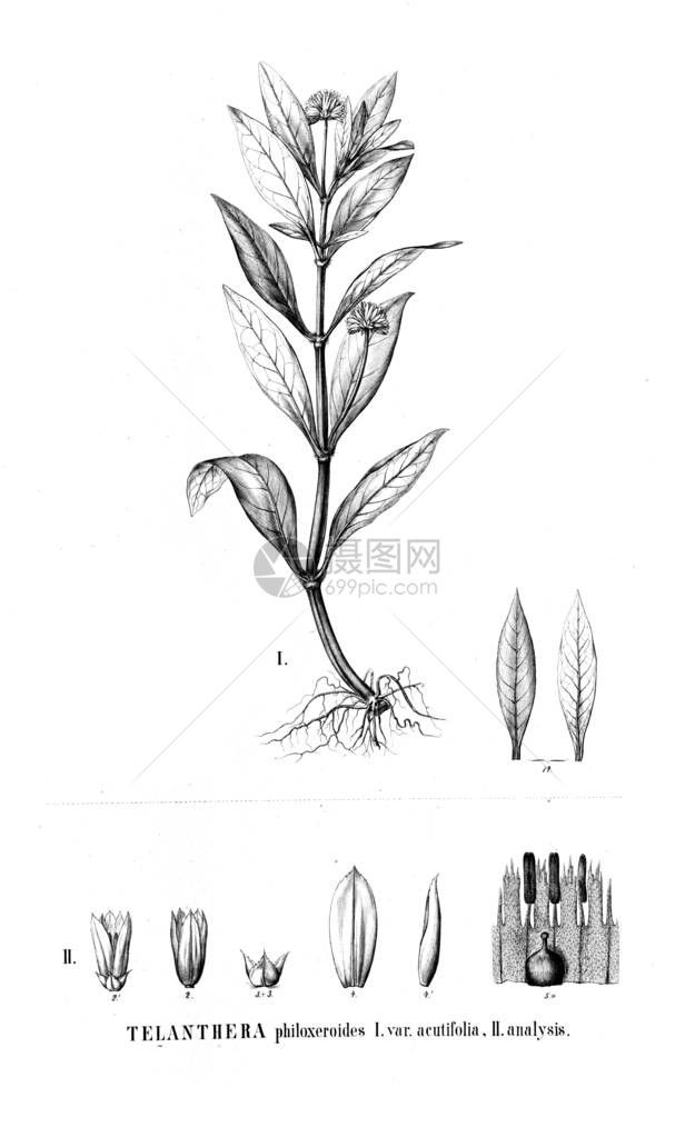 植物的插图旧图像图片